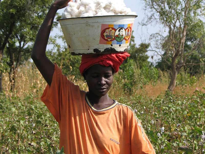 Récolte de coton fair trade