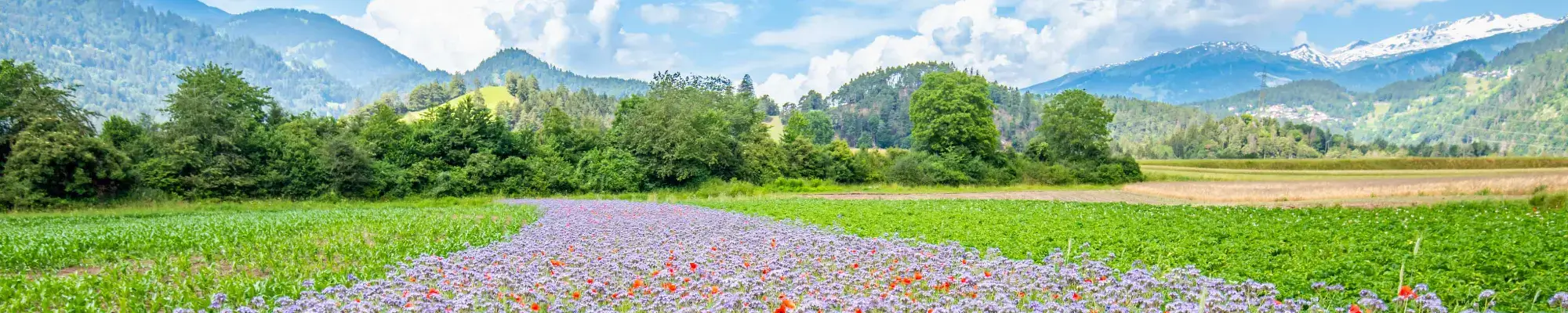 Header Blog bunte Blumenwiese vor einer Berglandschaft