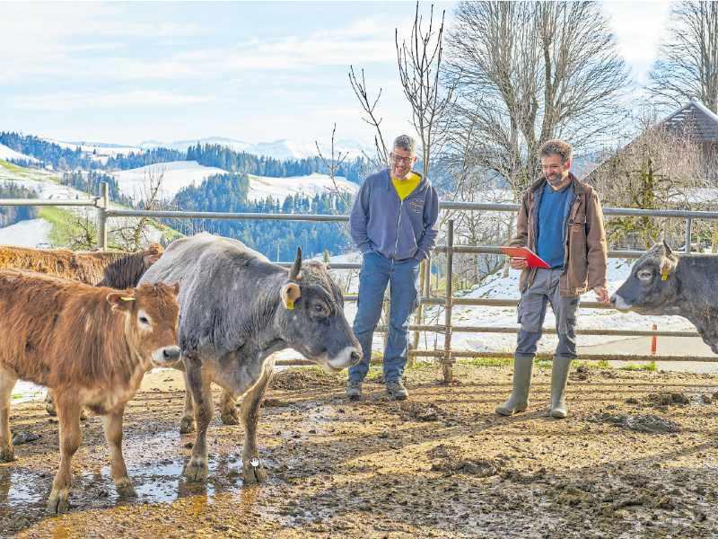 Männer mit Kühen im Gehege