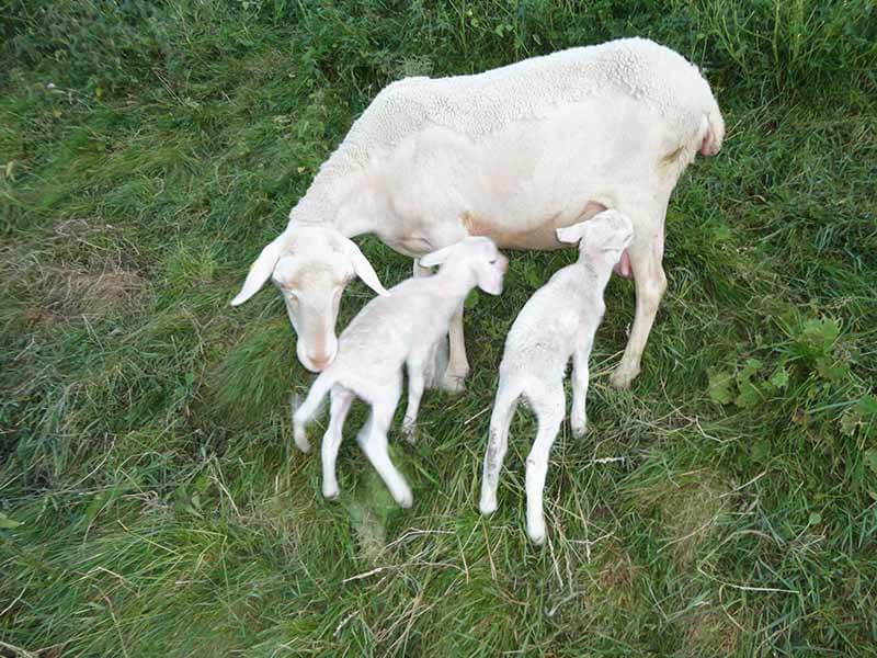 ferme biologique mère brebis