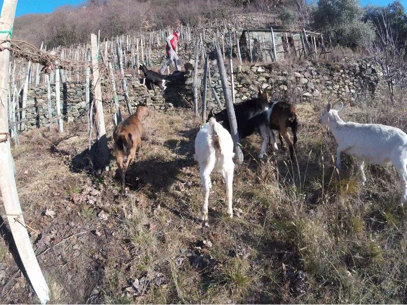 BLOG_Travailleur de chèvres dans un vignoble zanolari