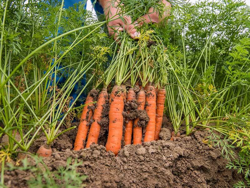 Récolte des carottes bio à la main