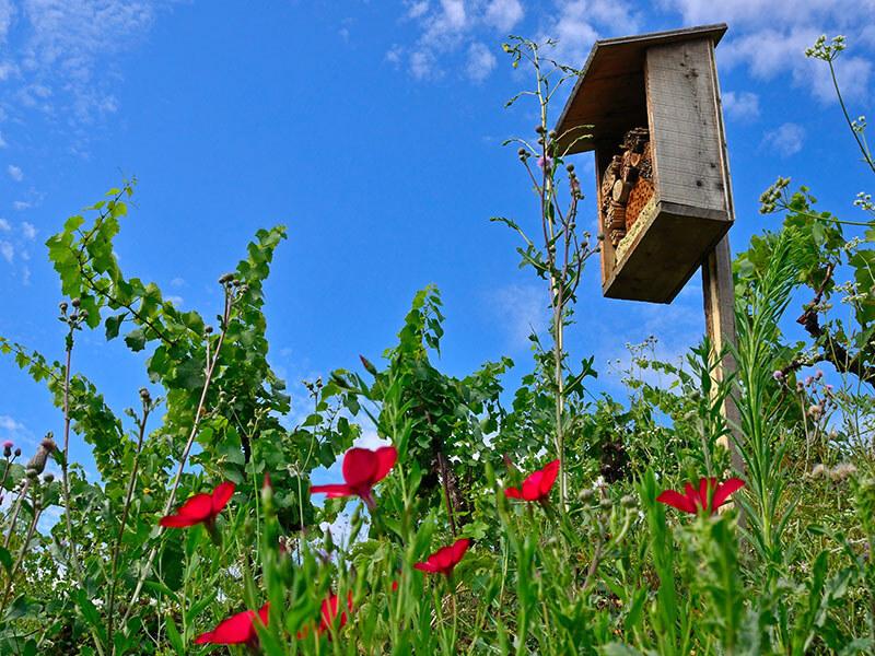 Hôtel pour insectes Delinat Bois