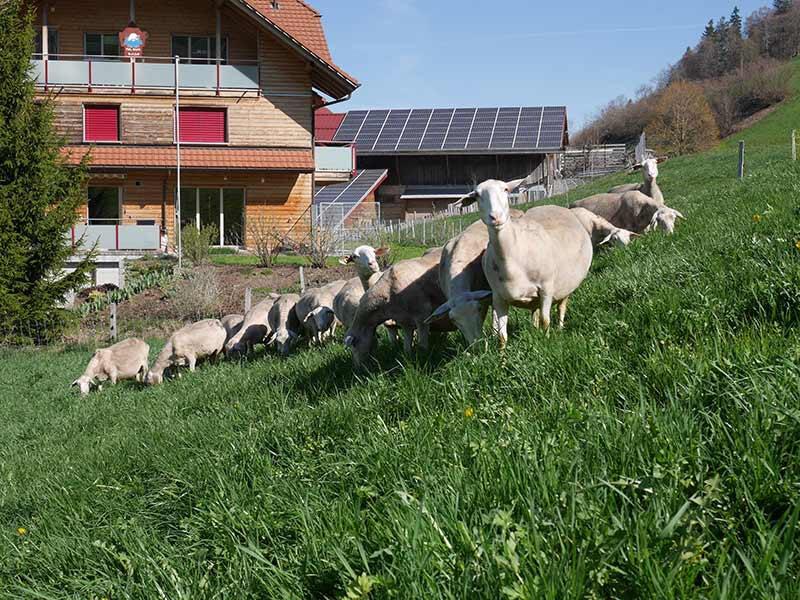 moutons dans un pré